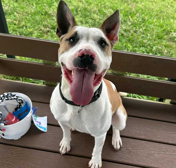 Photo of Stitch