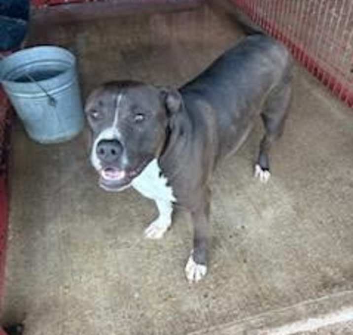 Photo of Bailey