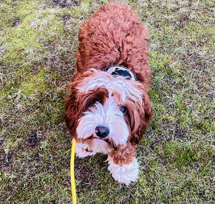 Photo of Charlie