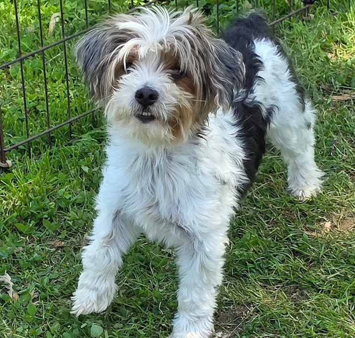 Photo of Pepper