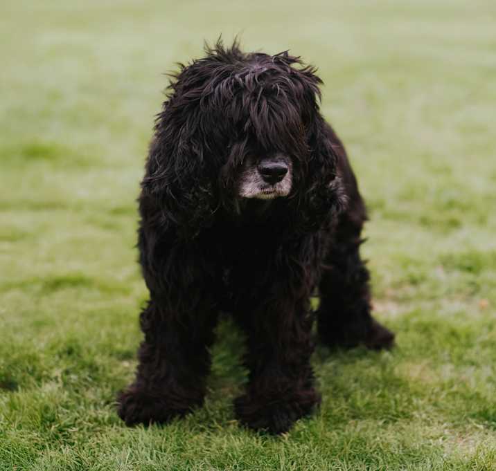 Photo of Cha Cha