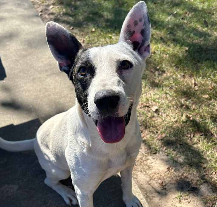 Photo of Patch