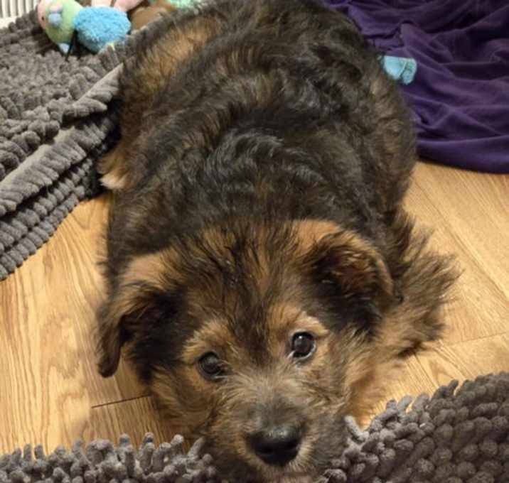 Photo of Ruxpin