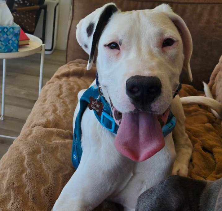 Photo of Casper