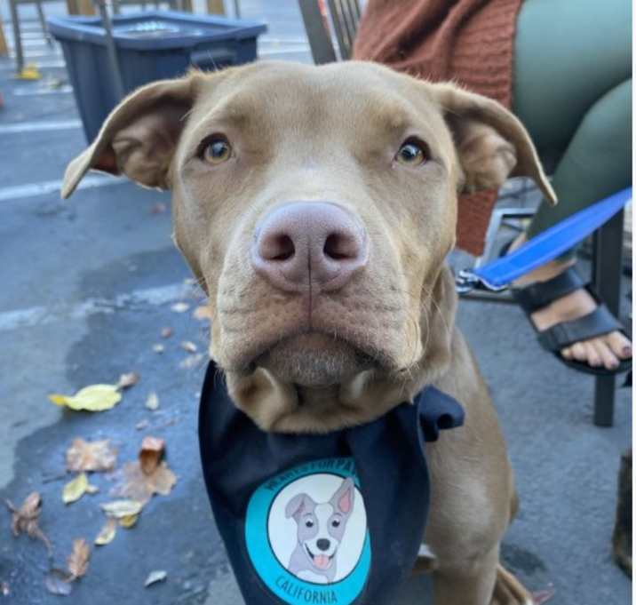 Photo of Goose