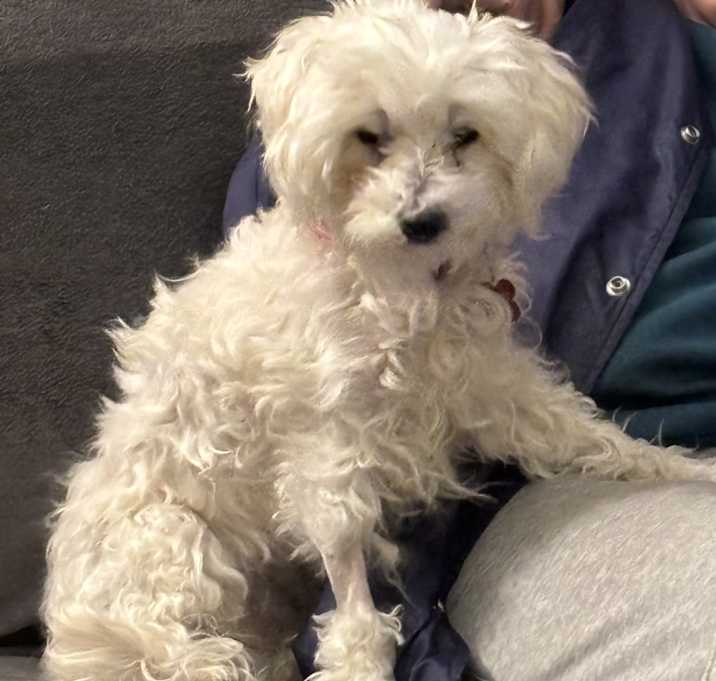Photo of Louie