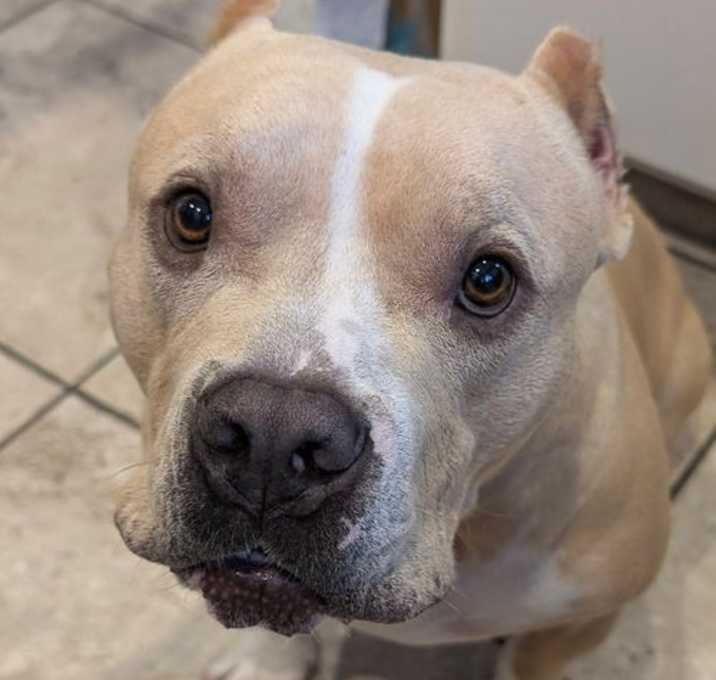 Photo of Duke (Courtesy Post)