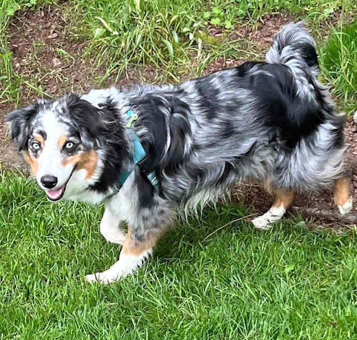 Photo of Finn
