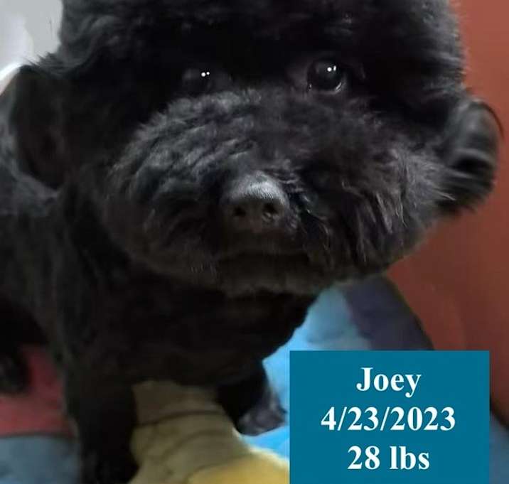 Photo of Joey