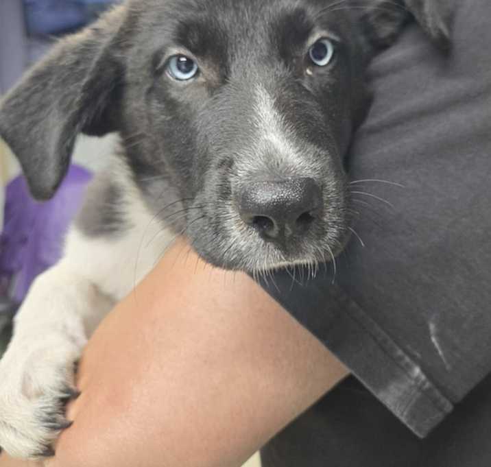 Photo of **FOSTER TO ADOPT**