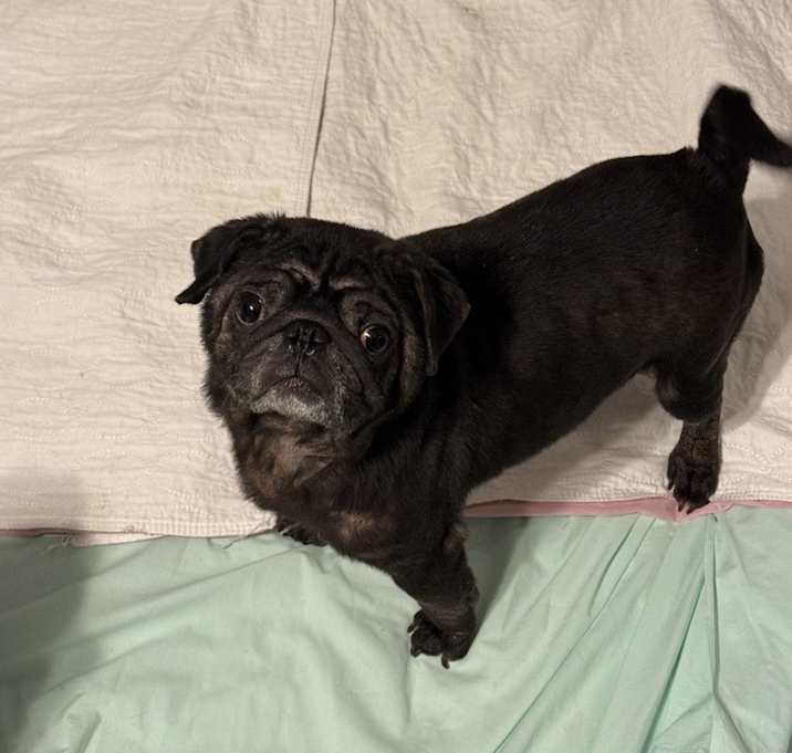 Photo of Roscoe