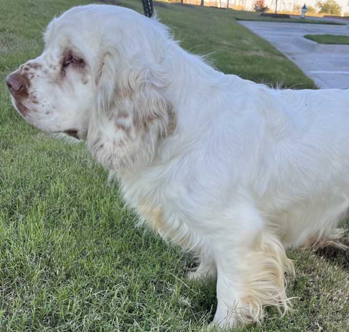 Photo of Unique Breed Clumber Spaniel Female