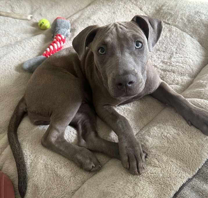 Photo of STORM - SUPERHERO litter