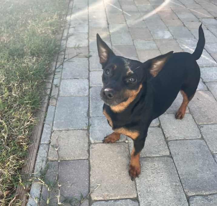 Photo of Peach