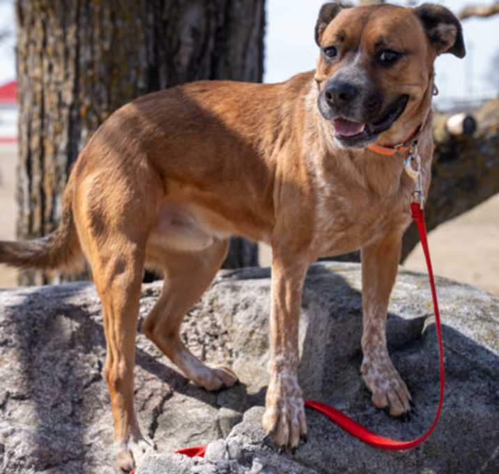Photo of Rocky