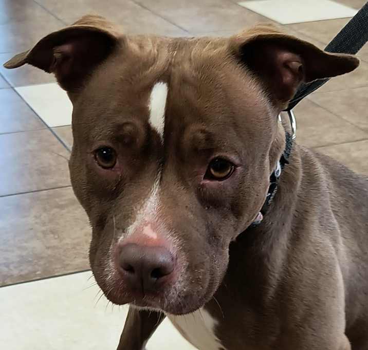 Photo of Syrah