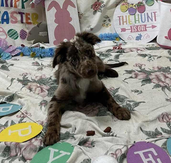 Photo of Larky