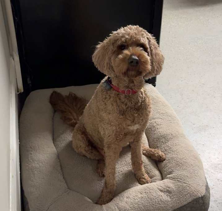 Photo of Sadie