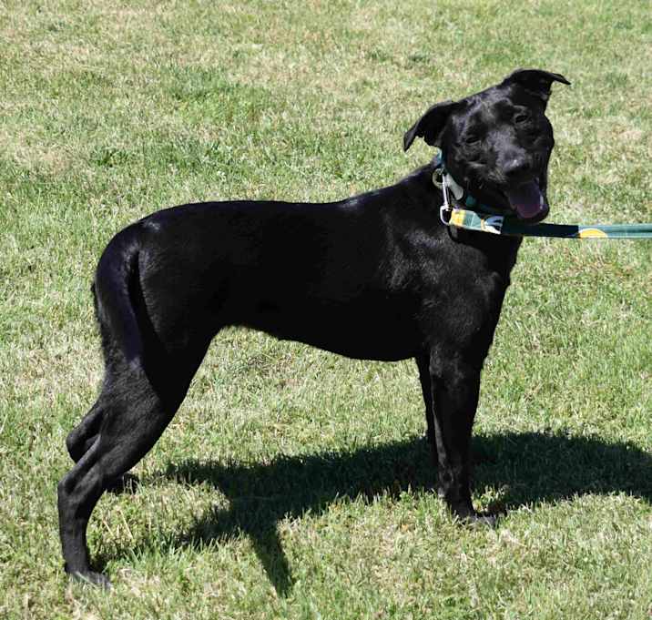 Photo of Shadow