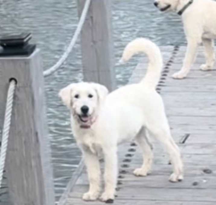 Photo of Piper