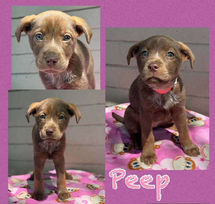 Photo of Peep