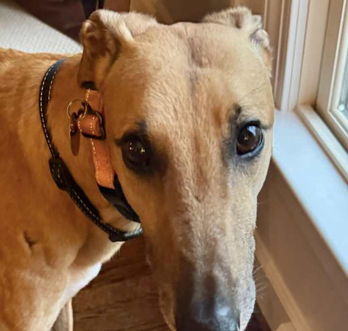 Photo of Rusty