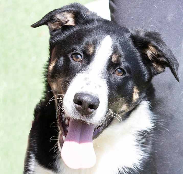 Photo of Koda