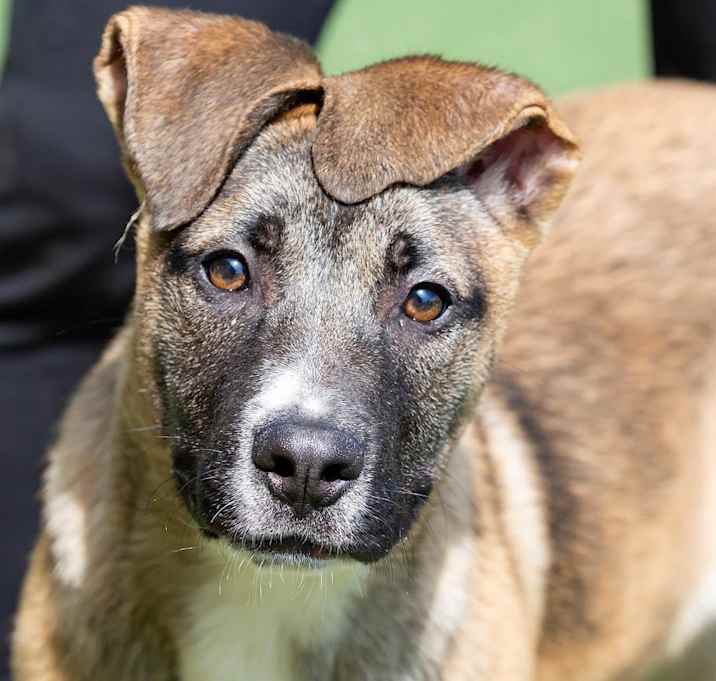 Photo of Buckley