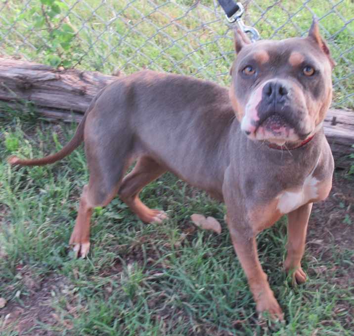 Photo of June Bug
