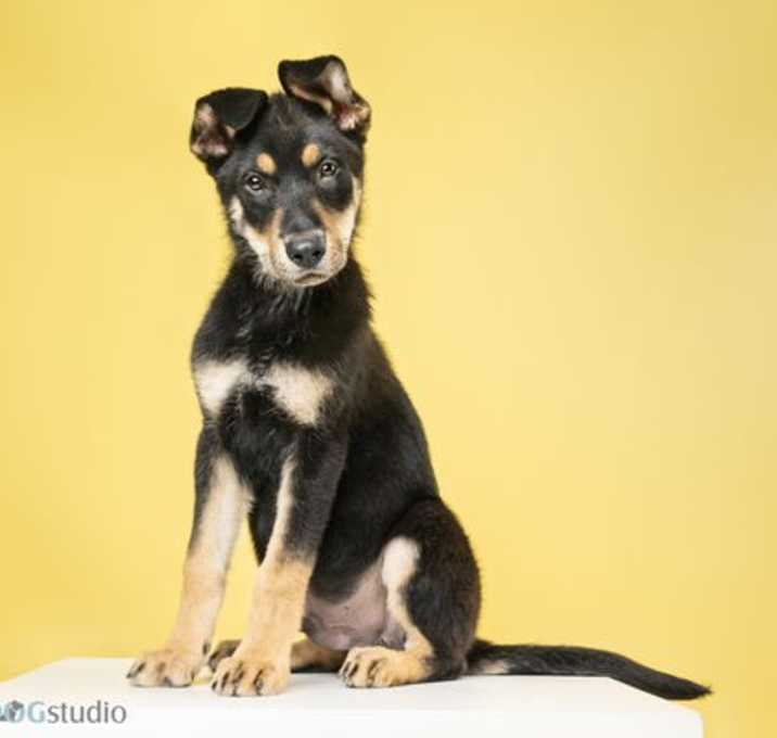 Photo of Shaggy - M