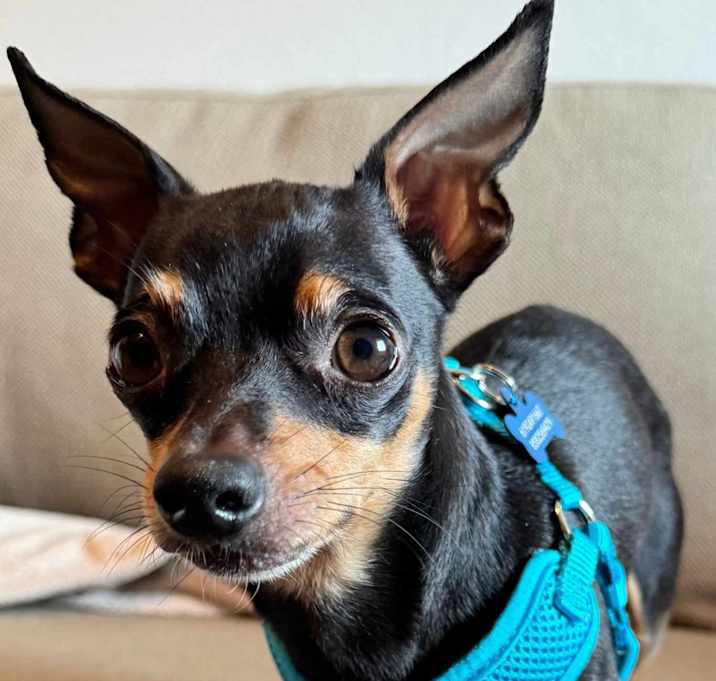 Photo of Chip