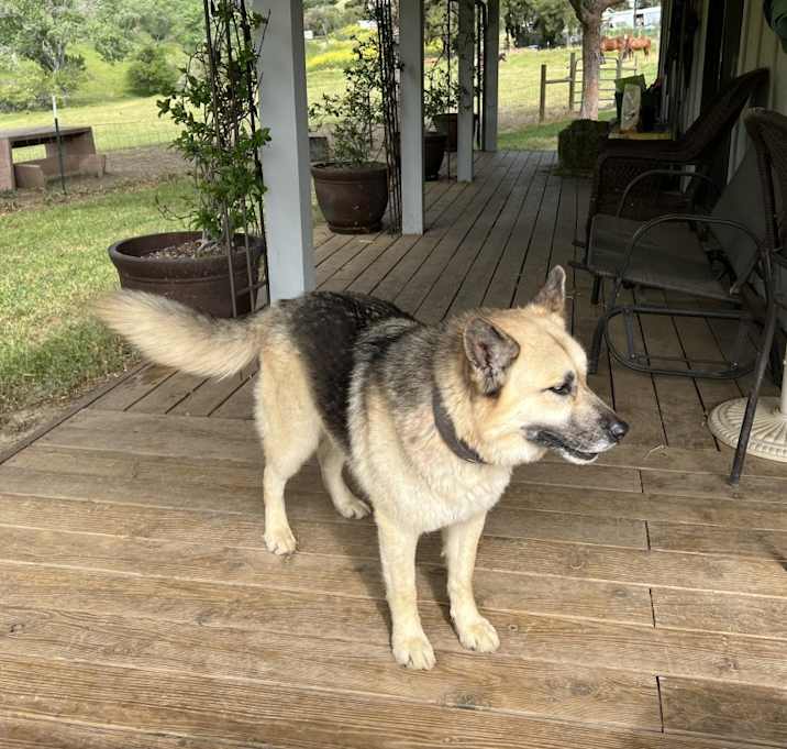 Photo of Sage