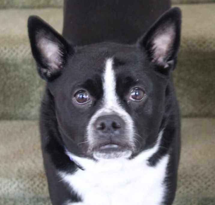 Photo of Roofus