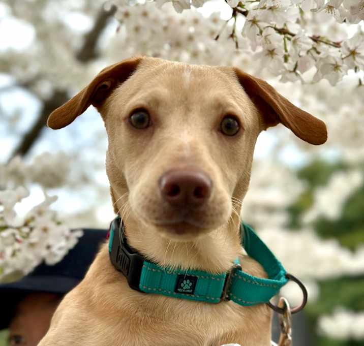 Photo of Arlo