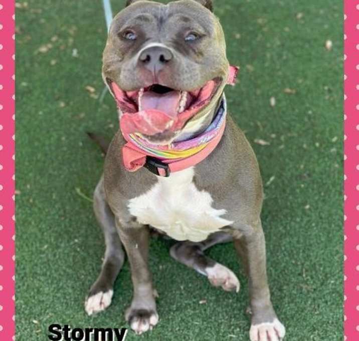 Photo of Stormy(29)