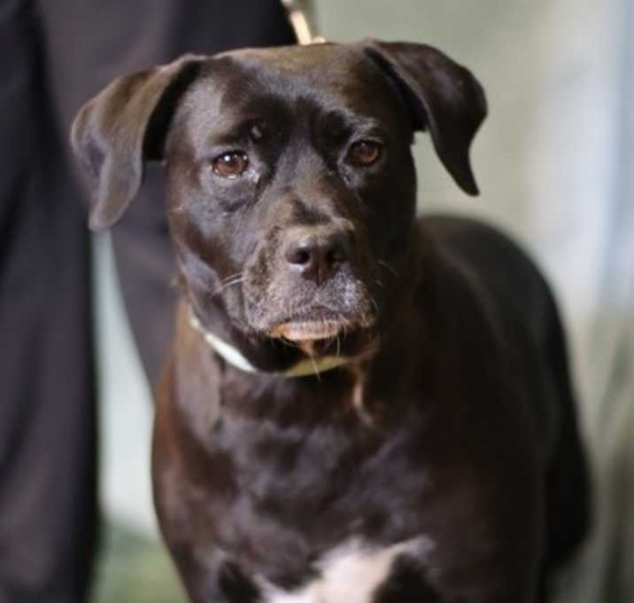 Photo of Ebony
