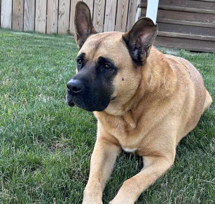 Photo of Gunner