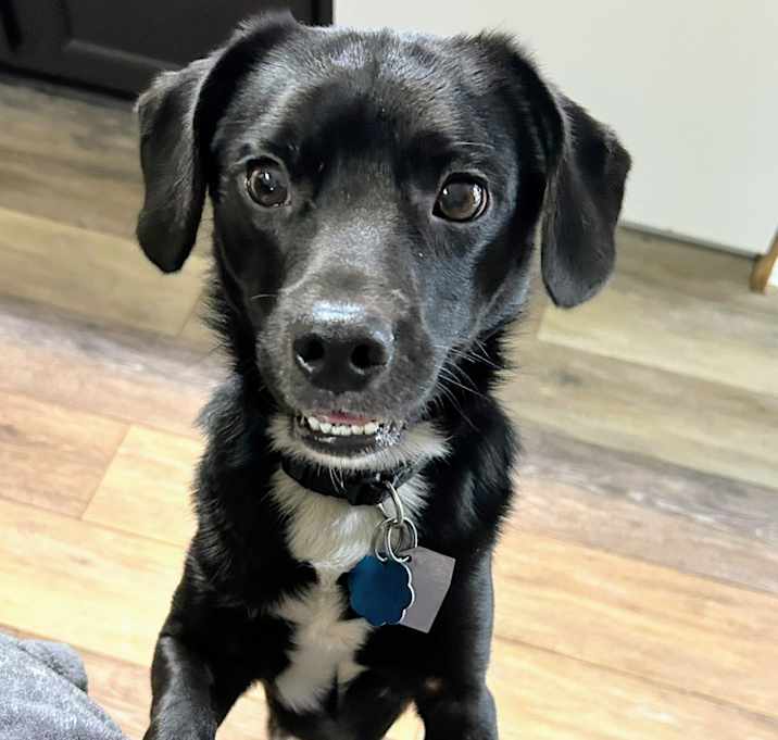 Photo of Gunner