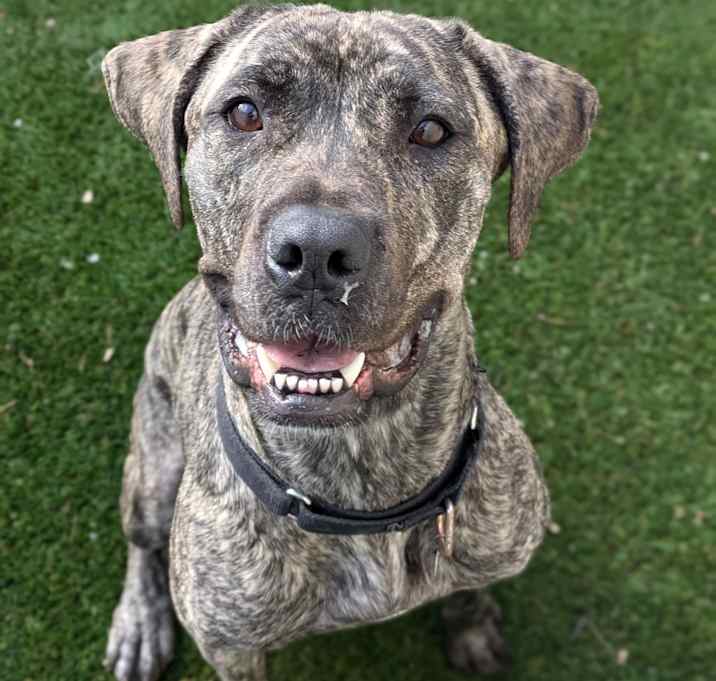 Photo of Maple