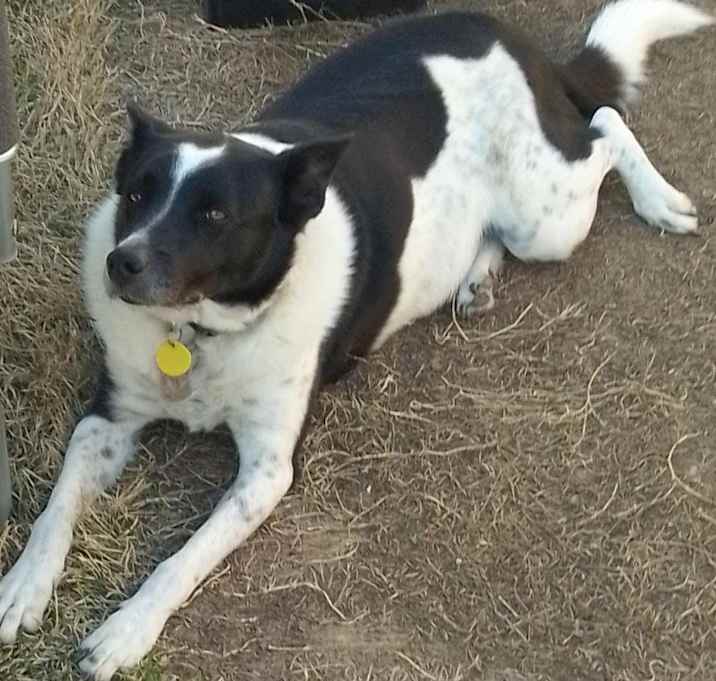 Photo of Bandit