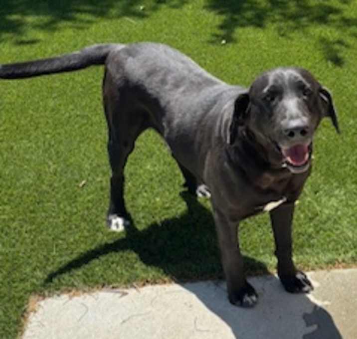 Photo of Onyx