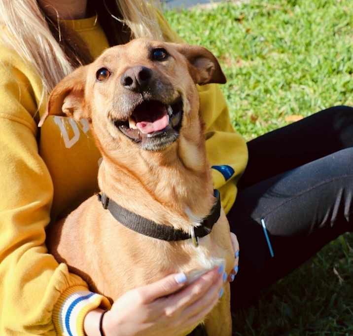 Photo of Buddy Munchkin the toy loving affectionate boy