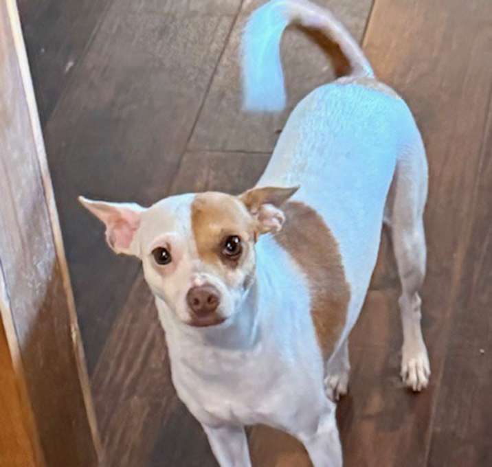 Photo of Zelda