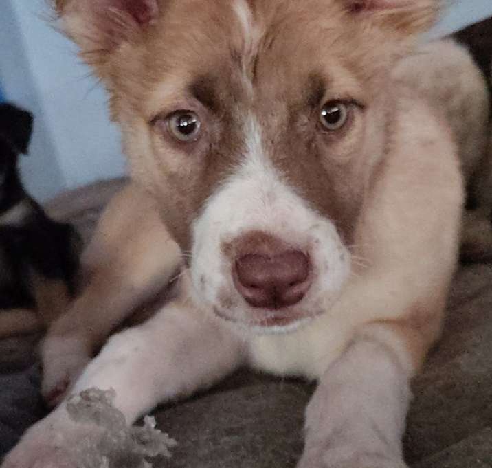 Photo of Butterscotch