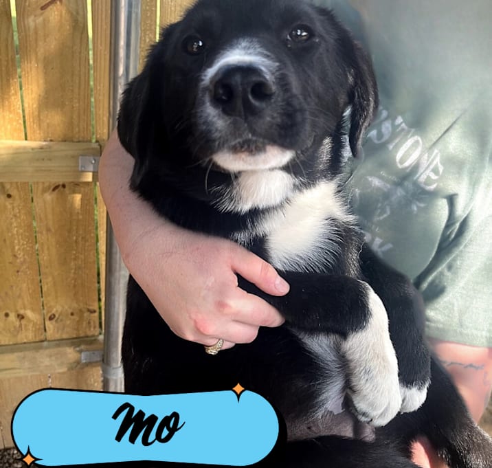 Photo of Mo