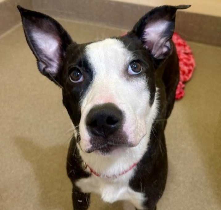 Photo of Dixie
