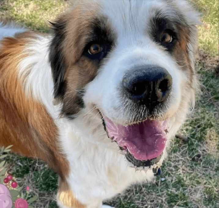 Photo of Piper