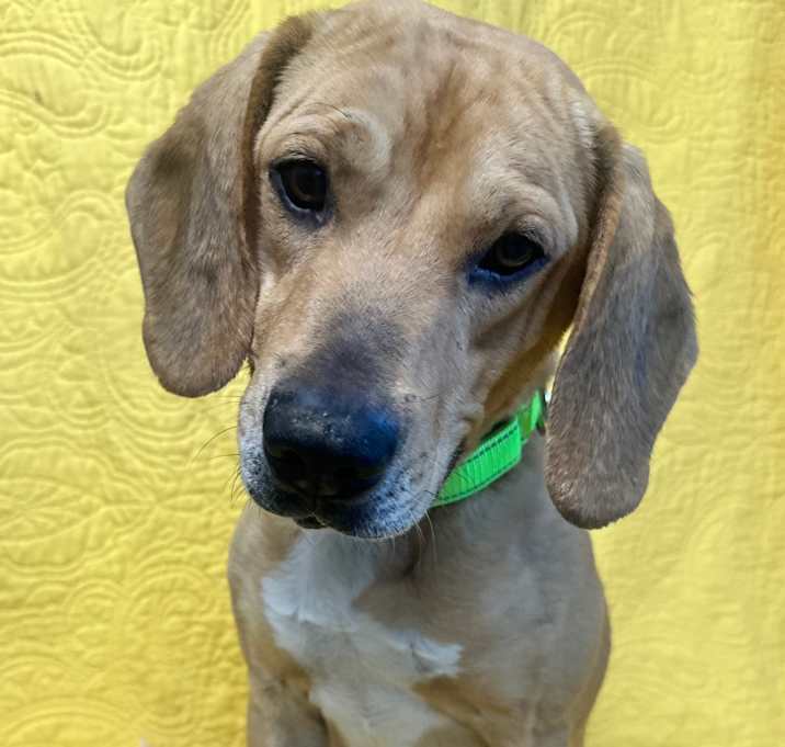 Photo of Poncho 