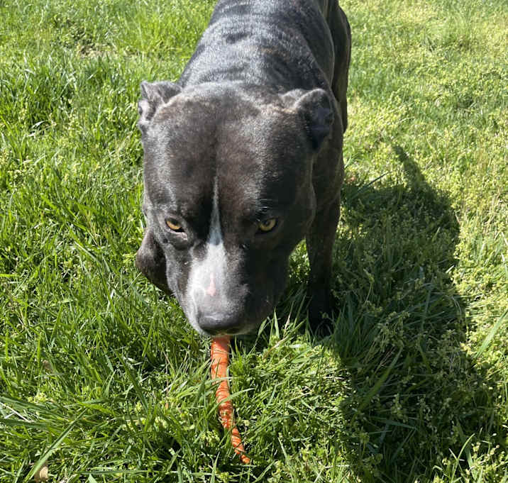 Photo of Uzi
