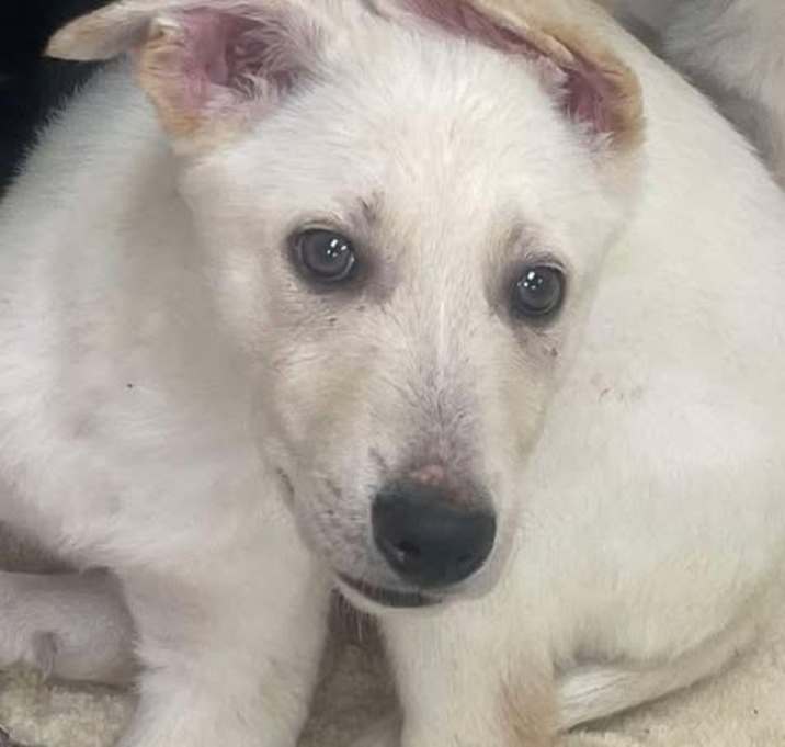 Photo of SPIKE